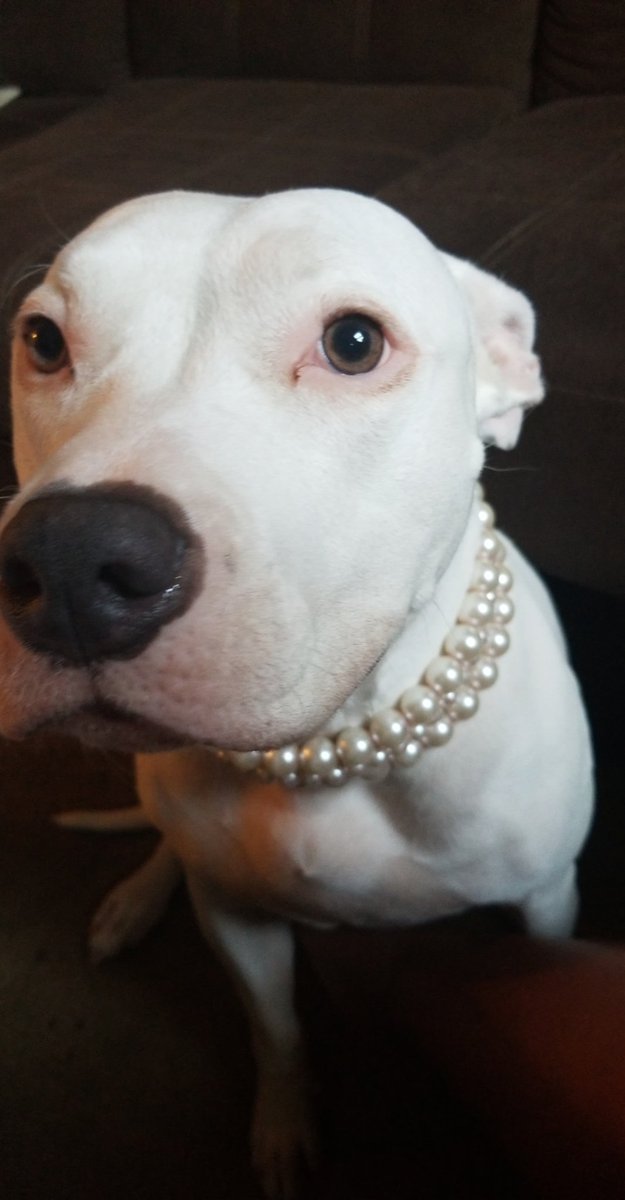 MiixedMamiiAyee's tweet photo. Happy ampuversary to my girl, Sugar, who is the best 3 legged pit/hippo in the world!!! #Tripawd #PitPower #BuckleUpSaveALeg https://t.co/ylEeIz3KRh