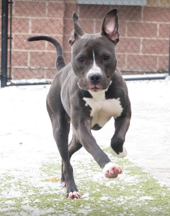 CityMinneapolis's tweet photo. Help us give Sweety a family to be thankful for. She is about a year and a half old and is very affectionate. Sweety does well with people but not other dogs. Minneapolis Animal Care and Control is open 1-6 p.m. Nov. 21, but closed Nov. 22-23. https://t.co/BUwqrpFlvQ. https://t.co/ZmoPa1A30u