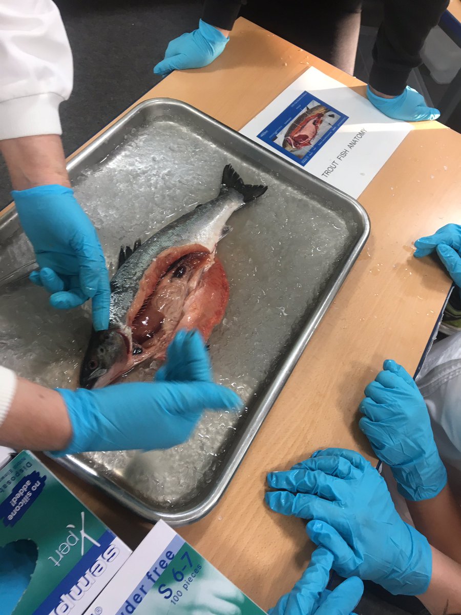 MrsSage1's tweet photo. Not your average Wednesday afternoon! Great to see so much enthusiasm and the benefits of hands on learning while discussing fish and the advantages of including them in our diet πππ @IoAStirling #PGDE18 https://t.co/qLGysIkWhX