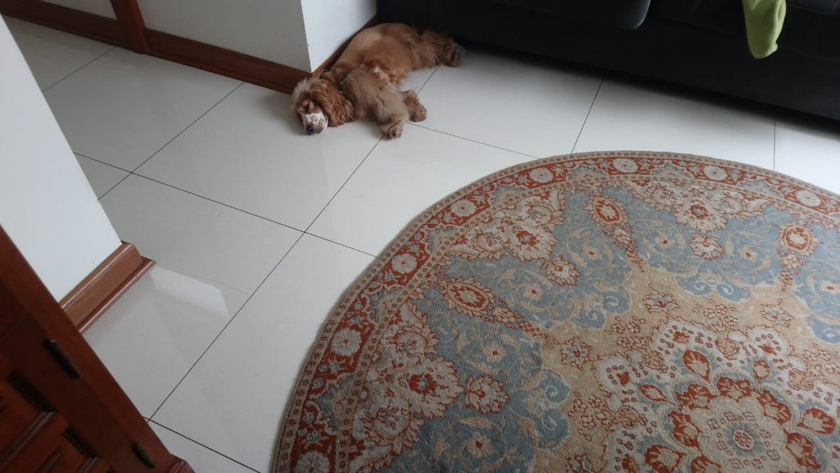 Nandieb's tweet photo. @HappyYugina Fun fact 
Siberians are the best animals in the world- Me
But im stuck with this xD https://t.co/SOpMBRt4gk