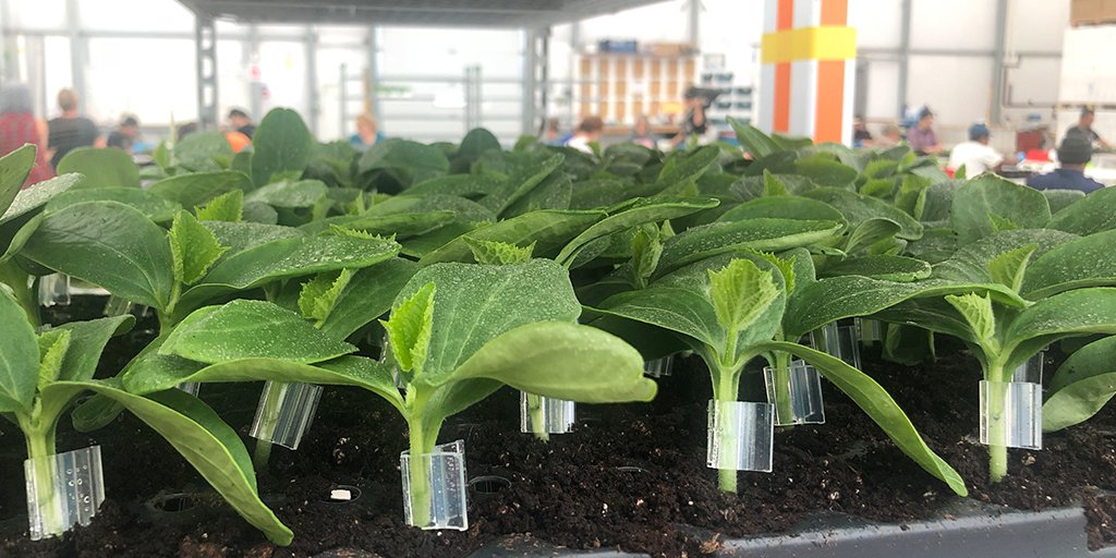 🌱 How cute are these baby plants? 🌱 See that little clip at the base? That’s where we’ve grafted together two different varieties to make one super-awesome plant. Our grafting gurus cut each plant by hand, matching disease-resistant root variety with high-yielding top variety.