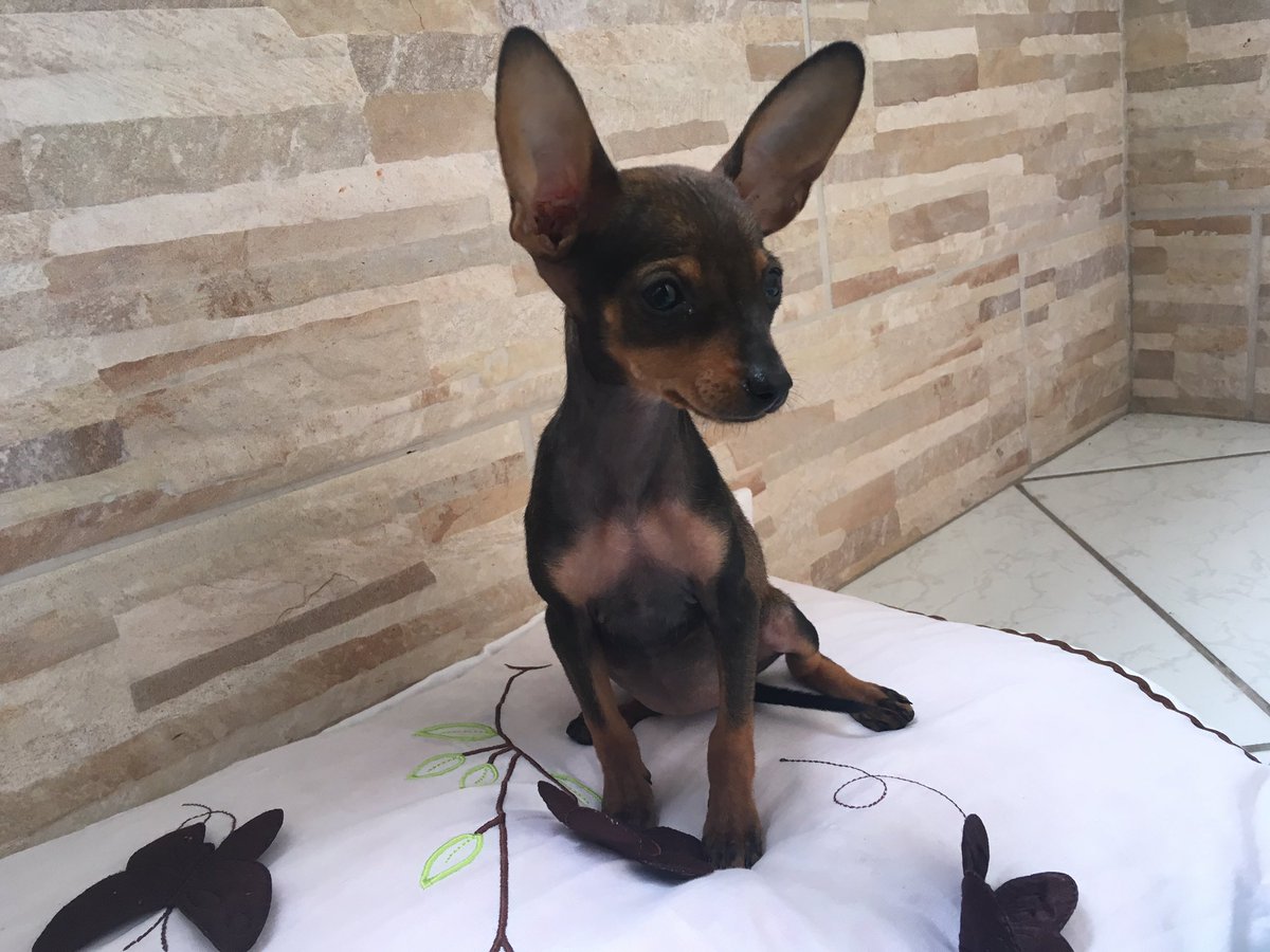 UltraHostBR tweet media