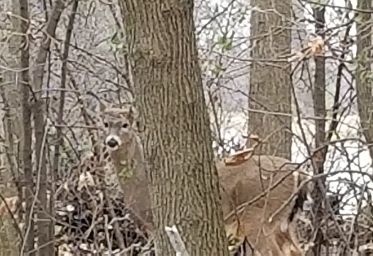 BadgerKings10's tweet photo. The #rugby season might be over for 2018, but the #gundeer season is currently in full swing across #Wisconsin. To all including our fellow ruggers, hope your enjoying the #thanksgiving break. #hunting #deerhunting #gundeerhunt #Wisconsindeerhunting #deer #winter https://t.co/RBb2ix0Jga