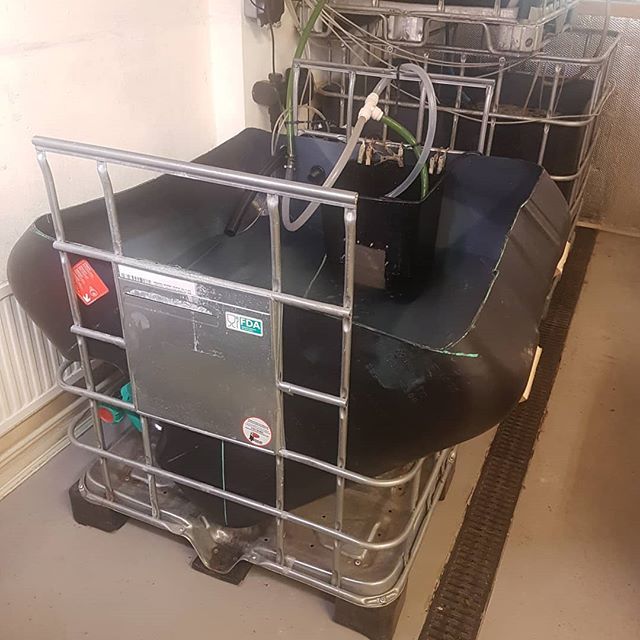 FishBristol's tweet photo. Experimenting with IBC aquaponics – this is our smallest system, built from intermediate bulk containers. We reconfigured the fish tank for easier solid waste removal 🙃. Our littlest #eels are moving in soon and then we can put… https://t.co/335FldhZrS https://t.co/9SUzjye4Mm