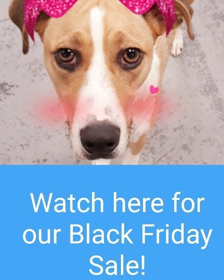 Mollysmutthouse's tweet photo. #BlackFriday #dogs #houstontx #mutthouse #mollysmutthouse https://t.co/dlo370x2Zg