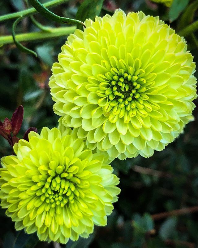 botanicalgarden's tweet photo. It’s pretty easy being green for Chrysanthemum ‘Froggy’ 🐸. This hardy mum is continuing to bloom as the rest of the garden readies for winter....
.
.
.
#Chrysanthemum #mum #hardymums #greenflowers #fallbloomer #beinggreen @moorefarmsbg @visitlakecitysc @discover_sc @national… https://t.co/kuGKTVXD58