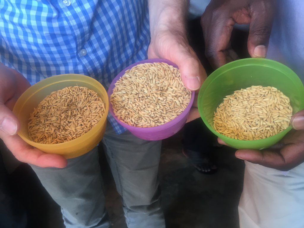 SheilaKulubya's tweet photo. Here is Namche 1, 2 &amp; 5 rice varieties developed by @narouganda under the #ATAAS project funded by @WorldBank. 

#UgandaEU #UgandaAg #FoodSecurity #Nutrition #UgandaAgGap https://t.co/oDJue0fvDZ