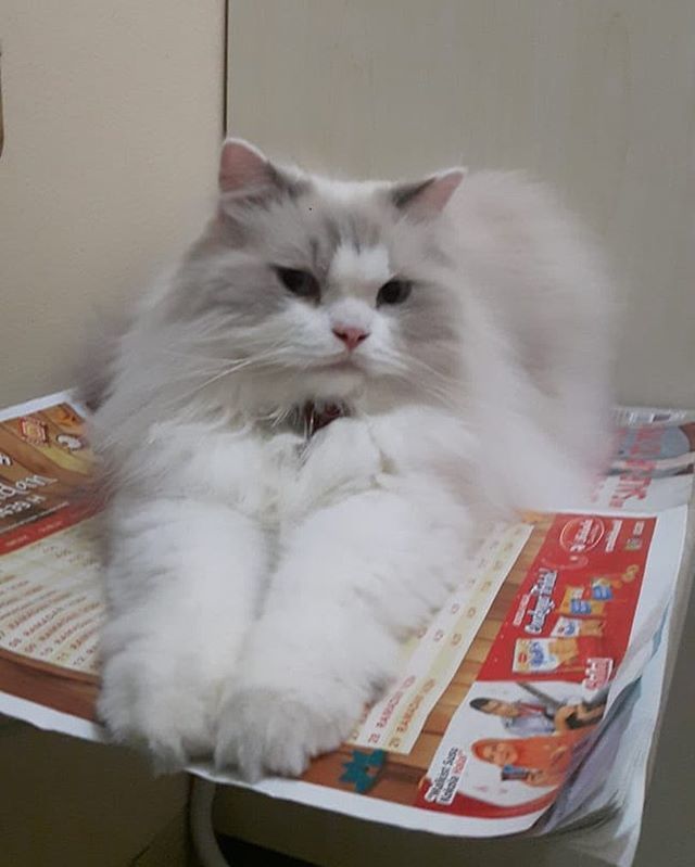 merylind's tweet photo. Polite paws 😻
.
.
#catsofinstagram #catsofworld #cats_of_instagram #catoftheday #cutedaily #igmeow #instacats #persiancat #ragdoll #ragdollcat #calico #calicocat #gingercats #kucinglucu #kucingpersia #kucinganggora #himalayancat #crazycatlady #furbal… https://t.co/7HptXxW8di https://t.co/oXry3i5yVl