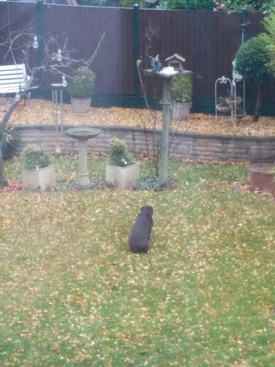 vickymountain's tweet photo. Mungo is sat waiting for the birds to knock pieces of bread off the bird table #woofwoofwednesday #endbsl #fatchops #typicalstaffie #feedme https://t.co/L8Q2eg8Wpn