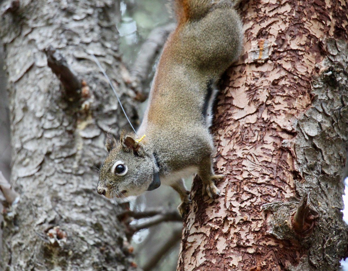 New <a href="/KluaneSquirrels/">Kluane Red Squirrel Project</a> paper by @wishartae in @VarmintLab out today in #ProcB. 

It examines Fisher's principle about sex ratio biases &amp; shows that female squirrels that bias their litter sex ratio towards the rare sex do NOT produce more grandoffspring. Great job @wishartae!