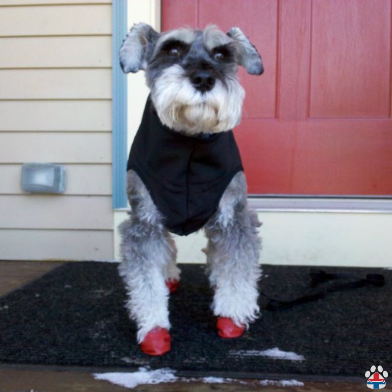 ProPetHero's tweet photo. Are your pets winterized? ❄️⛄🌨️ Keep them safe this winter and check their paws. #winterpetsafety #petfirstaid #petfirstaidtraining #petfirstaidandcpr #petsgetcoldtoo #getcertifiednow https://t.co/gydw1juaqt