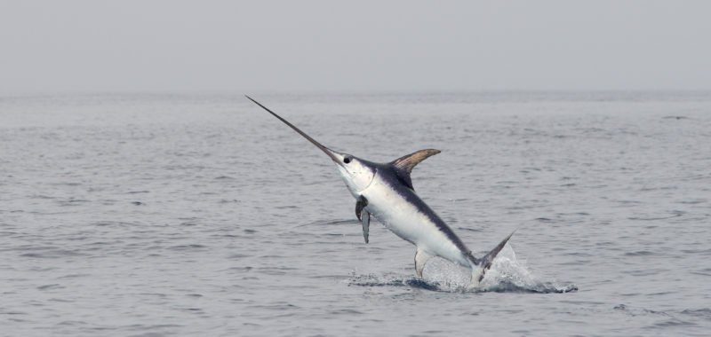 Happy #WorldFisheriesDay! Atlantic Swordfish are one of our fished Priority Species. Did you know Swordfish are among the fastest swimmers, reaching top speeds of 97km/h!? Learn more about known challenges and solutions wrt swordfish fisheries here ow.ly/e3rQ50jKMSv