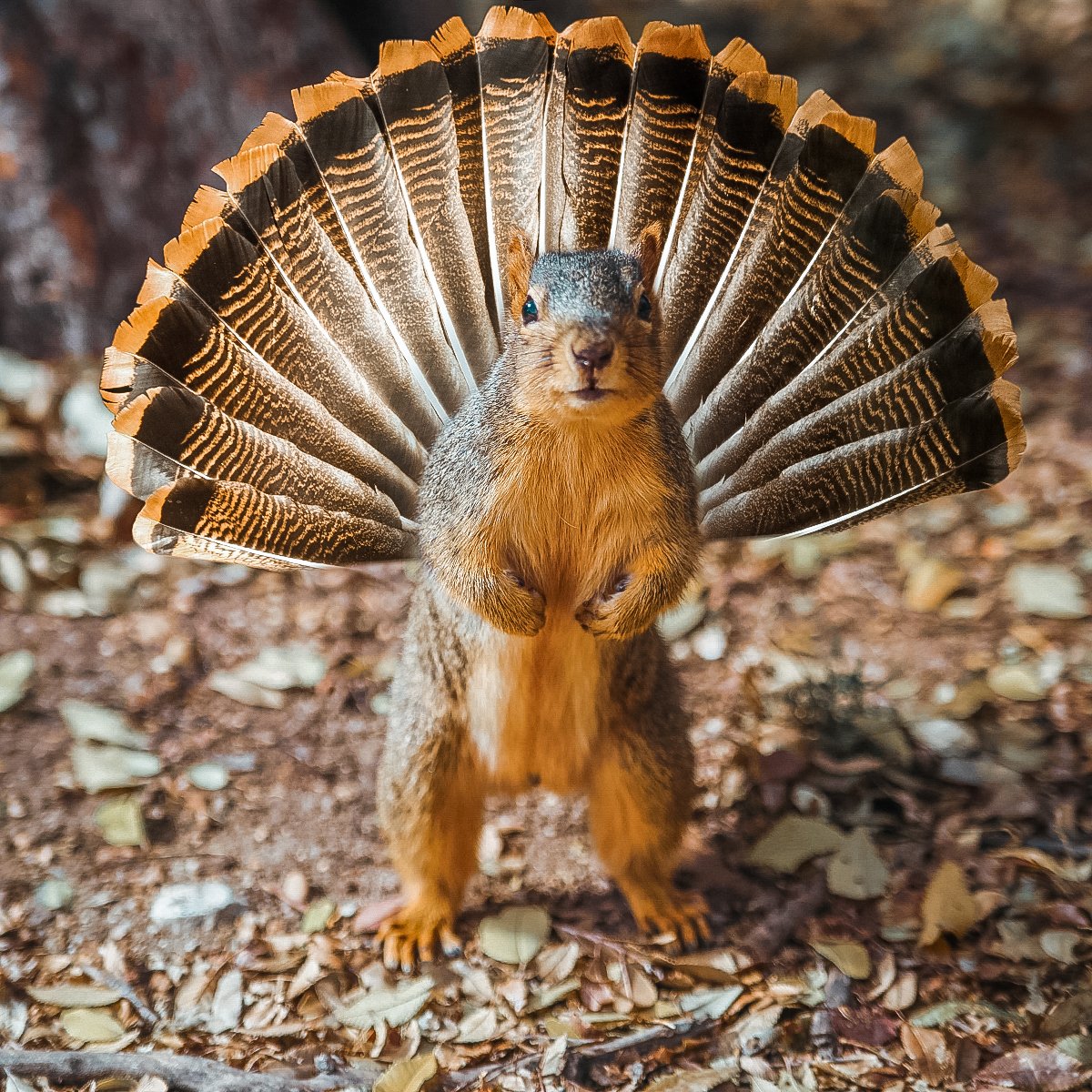 🐿Shockers, Happy Thanksgiving break from Squirkey, the Thanksgiving squirrel. 🤣 #wichitastate #campus 🦃