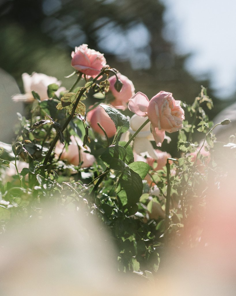 L'Air du Jardin: an ode to the May rose, cast in an