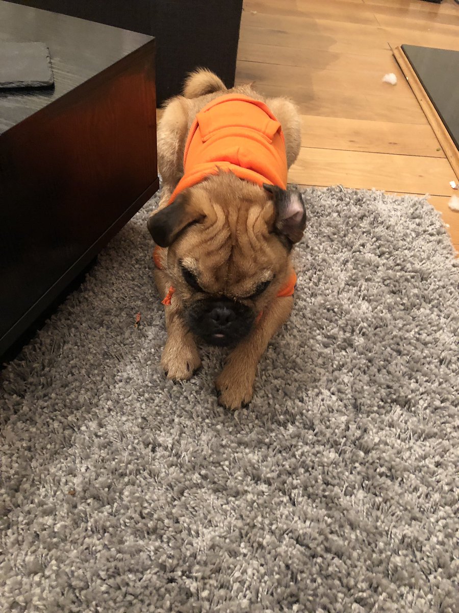 CalderShana's tweet photo. PLT coming through with the puppy goods, keeing Bruno warm☺️ https://t.co/49igqB6Qpv