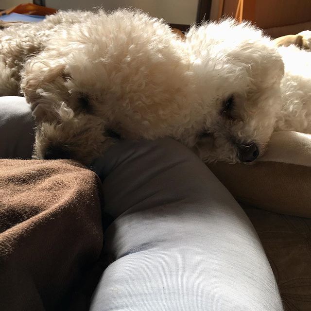 hizanoue's tweet photo. 頭くっつけて安心安心😴
#ヒザノウエ
#おやすみ
#犬のいる暮らし 
#いぬのいる暮らし 
#フワモコ部ワンコ 
#ふわもこ部 
#cutedog 
#トイプードル
#白プー
#ミディアムプードル
#mediumpoodle 
#poodlelife 
#poodlelove https://t.co/p8B4x0Q1zv https://t.co/4FLJgM5jPn