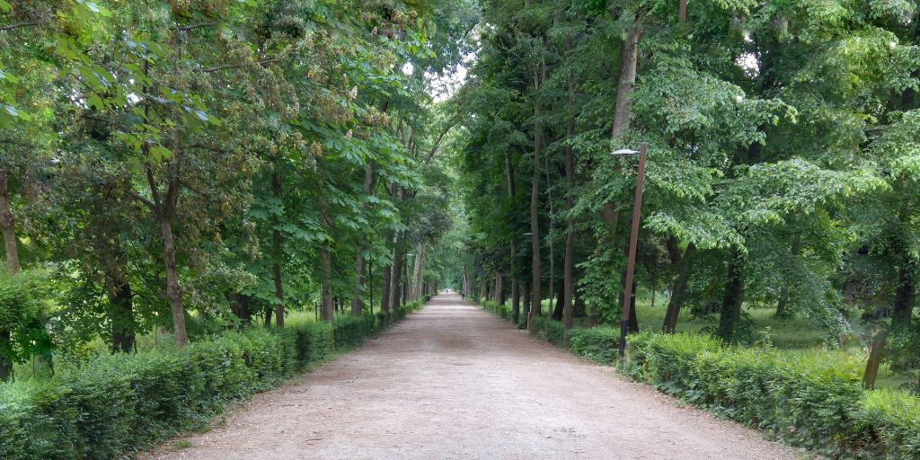 regionetoscana's tweet photo. #Faggio per assorbire l'#ozono, #abetediDouglas per abbattere il #PM10, #pioppobianco per ridurre l'#anidridecarbonica. Nella #GiornataNazionaledegliAlberi un #Pianoregionale che punta su messa a dimora delle #piante per migliorare la qualità dell'#aria
https://t.co/nPTUJwNb31 https://t.co/y4YsENfzoy