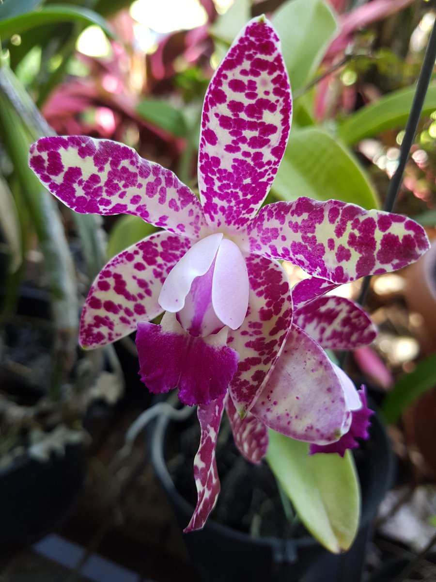 cattleya sophie martin