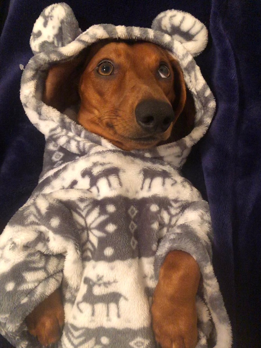 ArloSausage's tweet photo. I’m a little bit special! My fluffy onesie! 
#Dachshund https://t.co/RK06VC0Plh