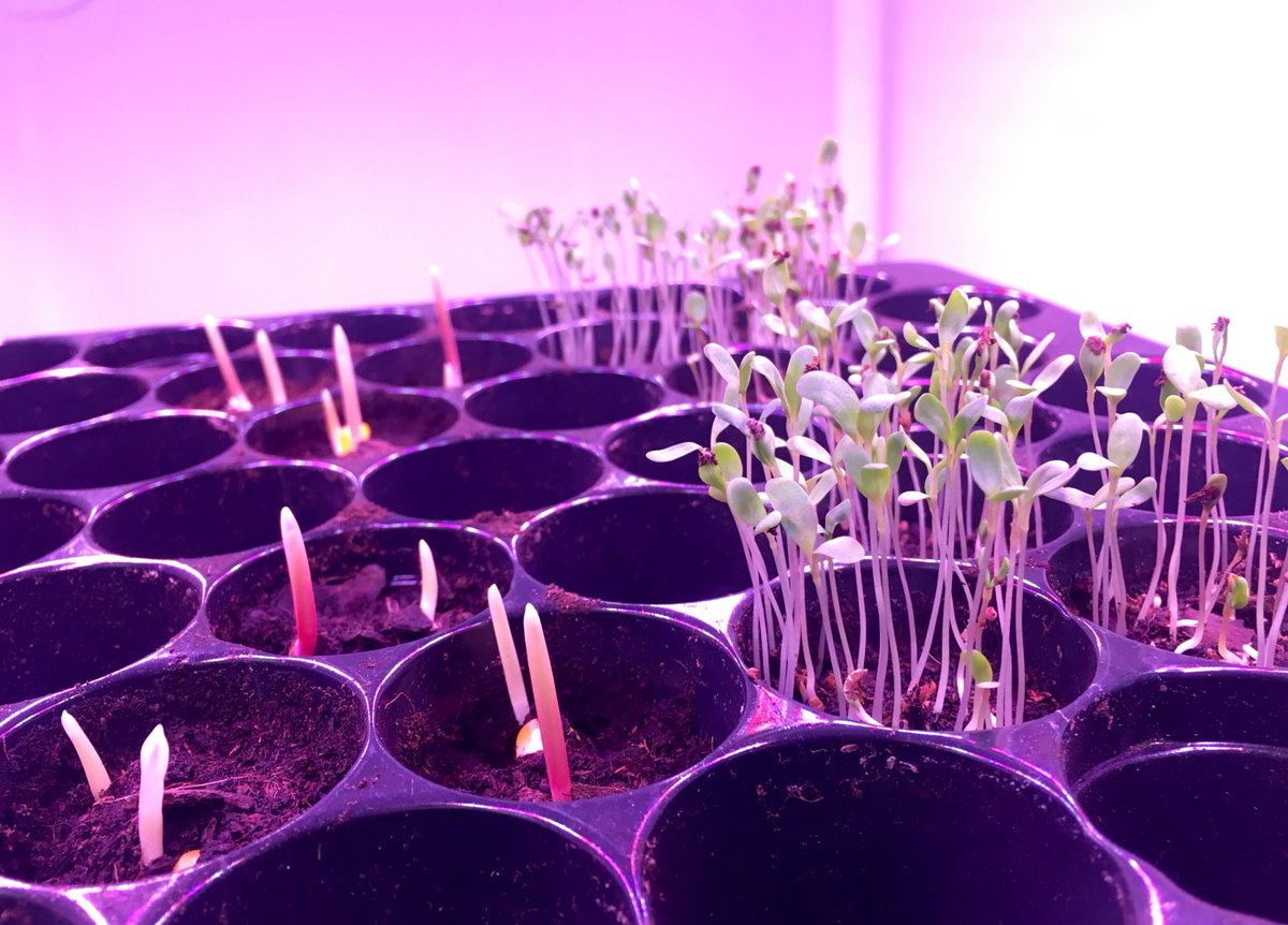 Growing experiment 🌽☘️(under LED light), during winter period.