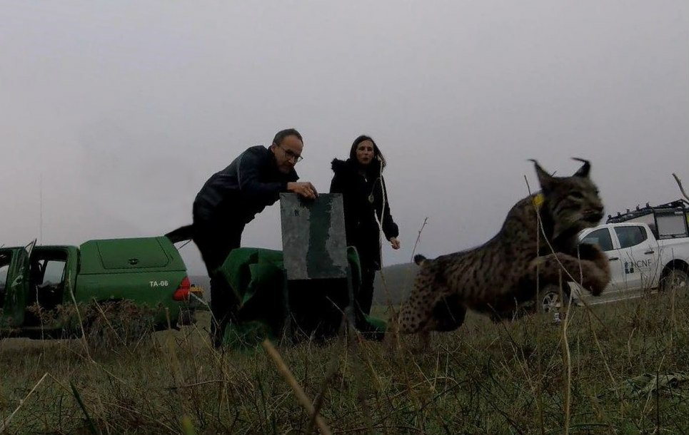 Prossegue campanha de capturas de linces do Vale do Guadiana. 9 animais já marcados e analisados do ponto de vista sanitário. #ICNF #Mértola #novidades
areasprotegidas.icnf.pt/lince/index.ph…