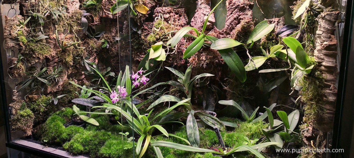 GriffinGlasshse's tweet photo. RT @pumpkin_beth: Here's my Rainforest #Terrarium. My #IndoorGarden is #planted with #Phalaenopsis #Aerangis #Angraecum & other #Orchids. See how it was built here: https://t.co/OuIN1FbqBA #Orchidarium #Houseplant #Plants #WeekendProject #IndoorProject https://t.co/Ck4Ia7JjeD