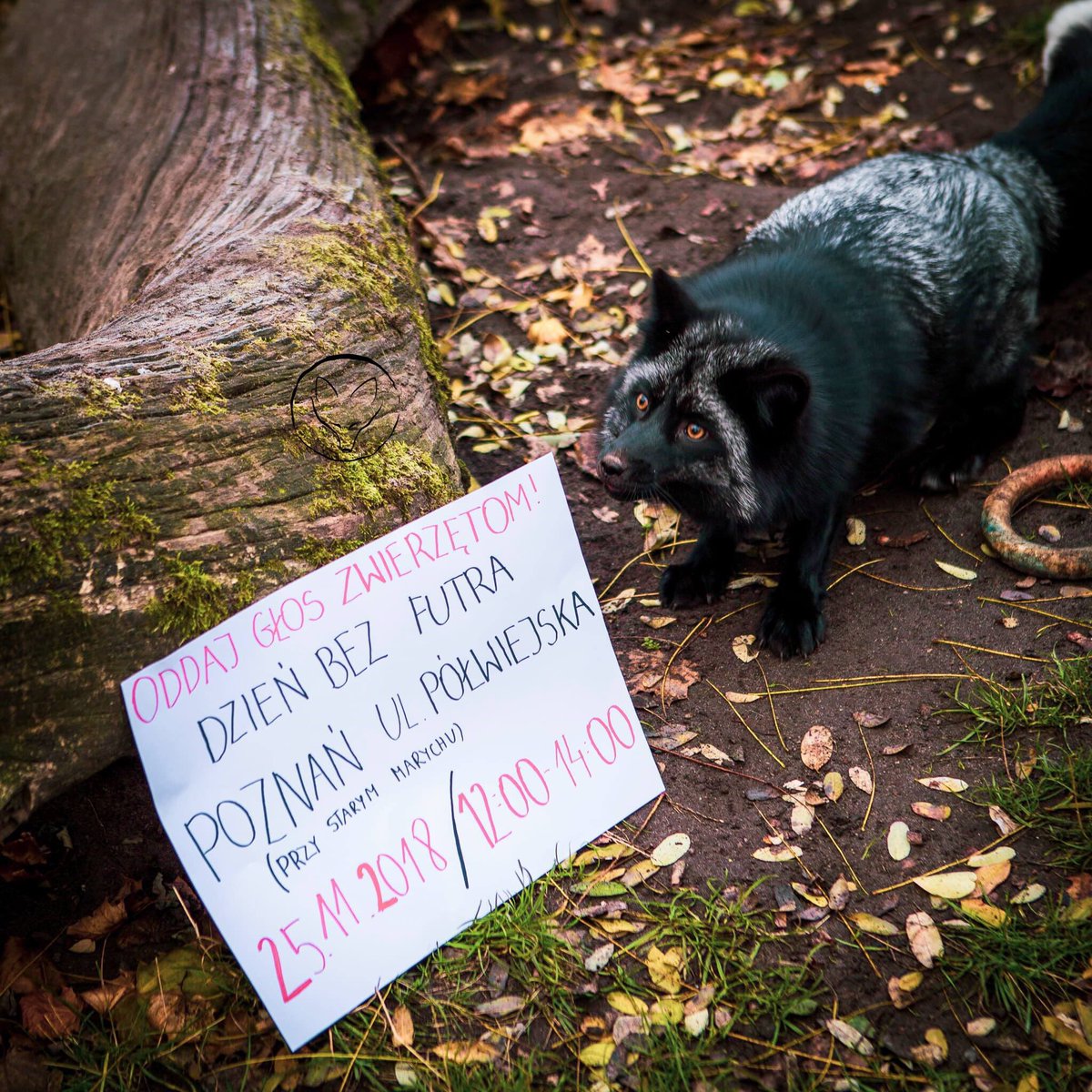 FerdynandTheFox's tweet photo. There's a full list of all our upcoming #FurFreeDay events on our Facebook profile!  🦊 Join one of them and make politicians hear the voice of the voiceless loud and clear! 📢 Share this information and follow our social media to show your support! 💛

Photo: Olka Knotz https://t.co/soYjCOqd2C