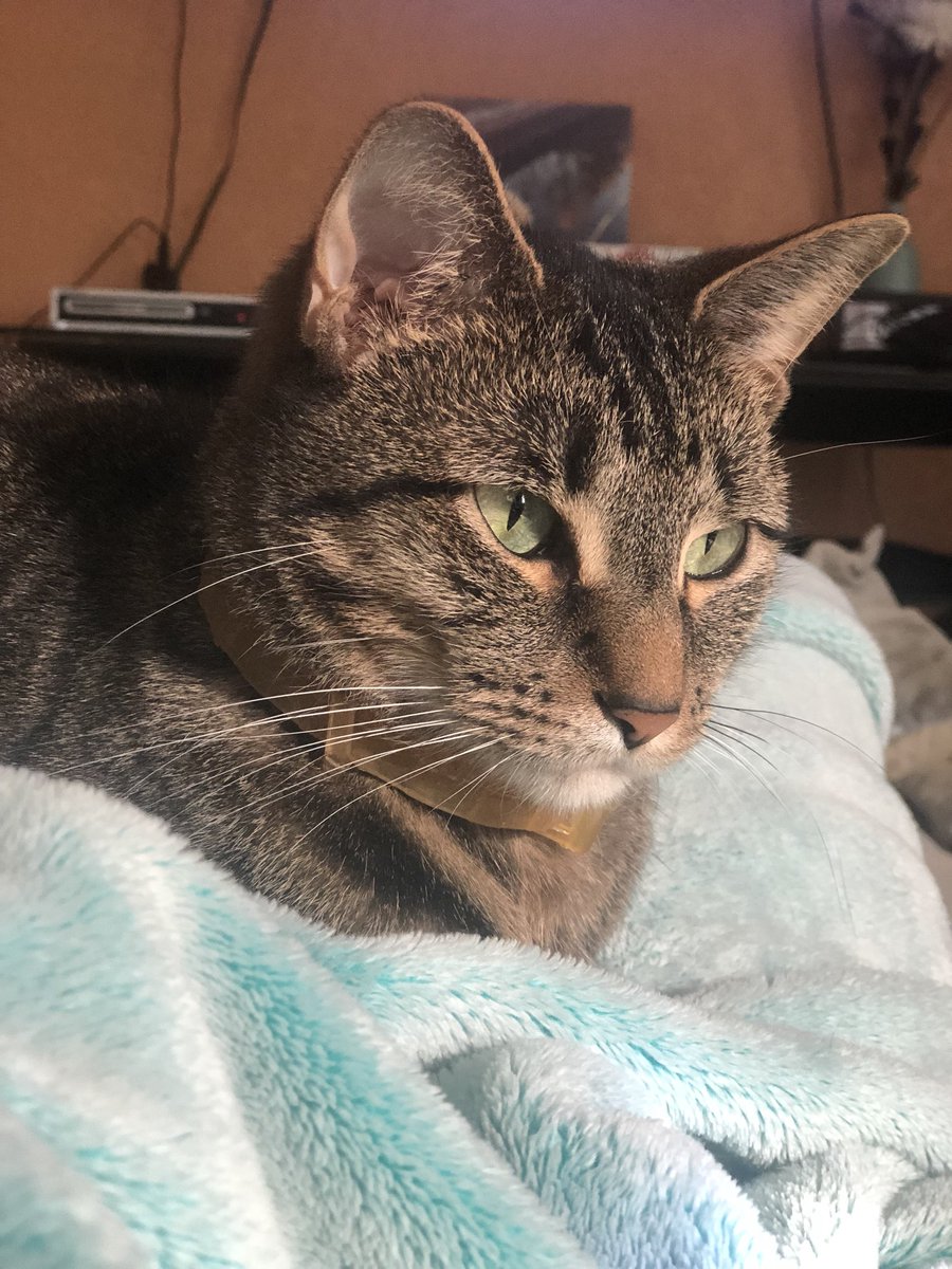EkaBirk's tweet photo. Purrrrrrfection 😻 https://t.co/48xStD1exl