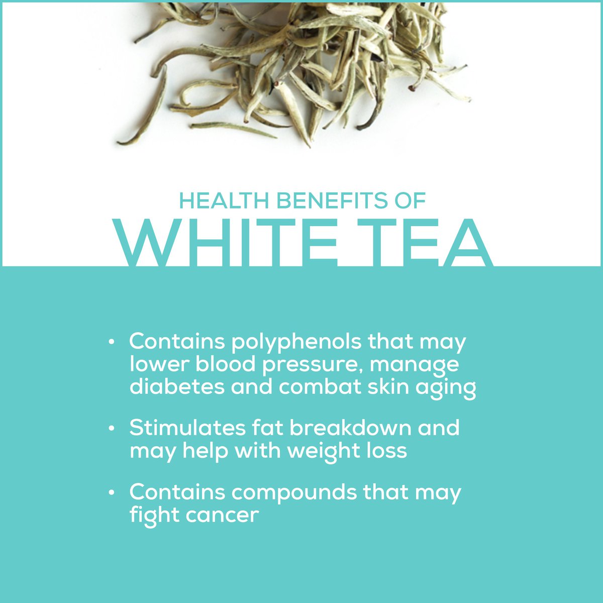 GroveTeaLounge's tweet photo. Curious about white tea? This delicate tea may be light in flavor, but it packs a punch in the health department (like many teas do)! 💪 🍵 
#tea #🍵 #whitetea #healthbenefits #health #meditation #quiettime #grovetealounge https://t.co/wcKgq1dSmO