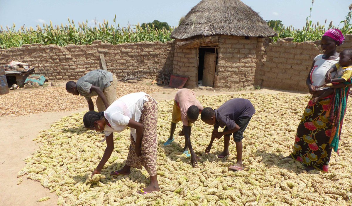 ICRISAT_HOPE's tweet photo. JAKUNBE: NEW SORGHUM VARIETY MAKING A DIFFERENCE IN LIVES OF BURKINA FASO FARMERS.
https://t.co/yuPtT7zmlI #ICRISAT #Burkina #HOPEII @ICRISATESA @ICRISAT @tropicallegumes @ICRISAT_LIBRARY https://t.co/sthDC5Nnzl