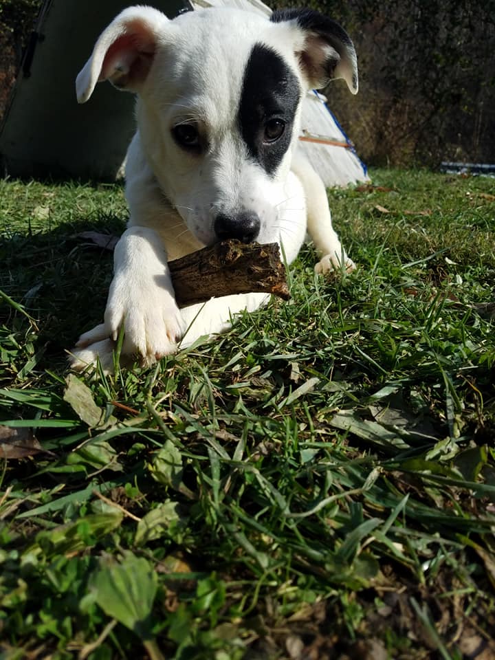 HuntingdonCtyHS's tweet photo. Cuteness overload. This little 4 mo old pup is named Rajiya, which means hopeful. Here's hoping she has her very own home for the holidays. #AdoptDontShop #WednesdayMotivation https://t.co/ZPGtlJ16bK