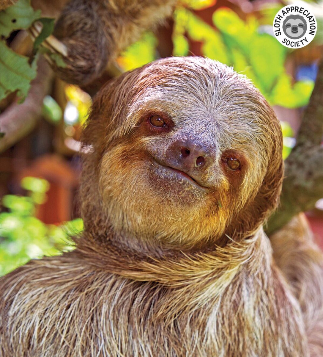 slothville's tweet image. Time for another round of our 2018 vs 2019 SLOTH OFF!🏆 On the left is Bella, the slowest sloth you'll ever meet, and on the right: Yogi, an expert climber!

Which calendar star will you choose? Cast your vote below!👇 #slothoff