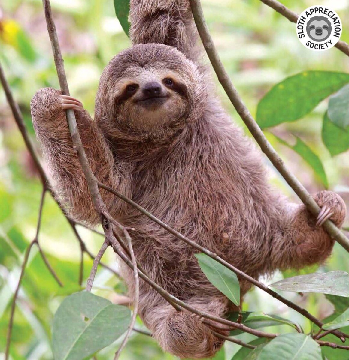 slothville's tweet image. Time for another round of our 2018 vs 2019 SLOTH OFF!🏆 On the left is Bella, the slowest sloth you'll ever meet, and on the right: Yogi, an expert climber!

Which calendar star will you choose? Cast your vote below!👇 #slothoff