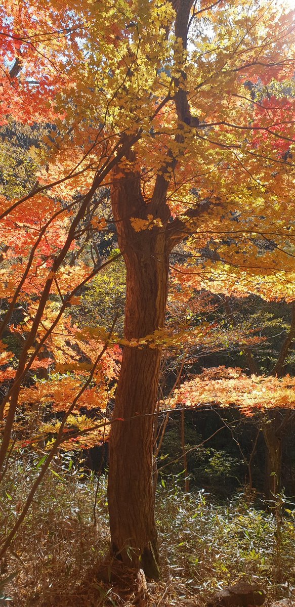 개마고원 화전민 (@ahs2352) on Twitter photo 