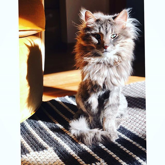 meripip's tweet photo. Need help? Please dial 1-800-IDGAF 📲 #sashafierce #kittypurry #YASKWEEN #fabulosity #flawless #fierce #diva #wednesdaywisdom #waybackwednesday #howimakeadifference #thanksgivingeve #thanksgivingclapback #picoftheday #instalove #instagood #instacat #c… https://t.co/aHag3uxDko https://t.co/SD6ruy8cXe