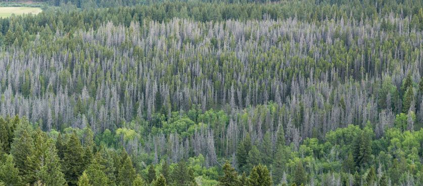 SecretaryZinke's tweet image. This is not a healthy forest. This is what @realDonaldTrump, @SecretarySonny and I refer to  when we talk about removing dead and dying timber. These gray trees were killed by a beetle infestation and now are an added risk for fire. (Helena NF in MT)