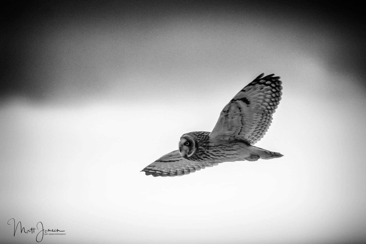 MattJPhotos's tweet photo. A Short-eared Owl in flight near Prince George, BC. 

#photography #wildlifephotography #blackandwhite #owls #birds #britishcolumbia #travelbc #travelnorthernbc #CityofPG https://t.co/5h6NBtEVC3