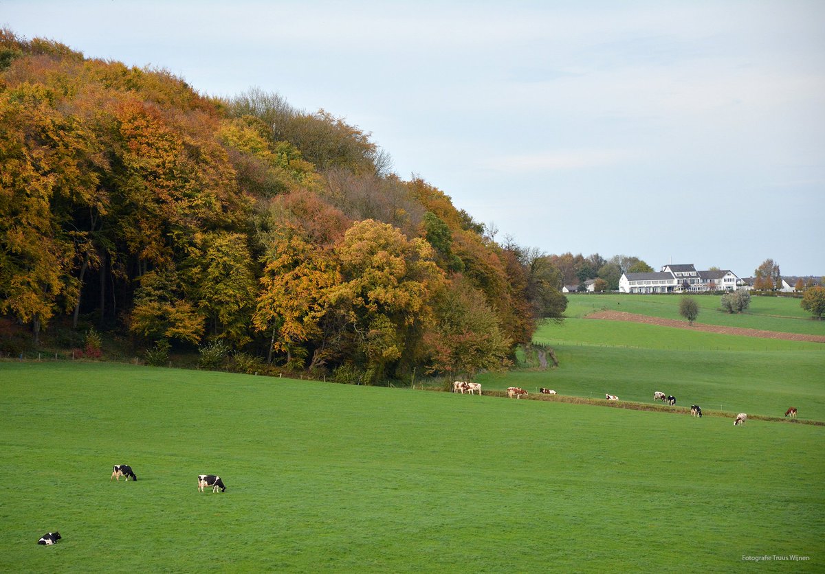 TruusWijnen's tweet photo. Herfstfoto's van zo'n 4 jaar terug zien en dan zin krijgen om naar Zuid-Limburg te gaan.
Dat soort dingen.

#wandelen #Epen #Bovenstebos #Beusdael #Sippenaeken https://t.co/mokYyYLDtw