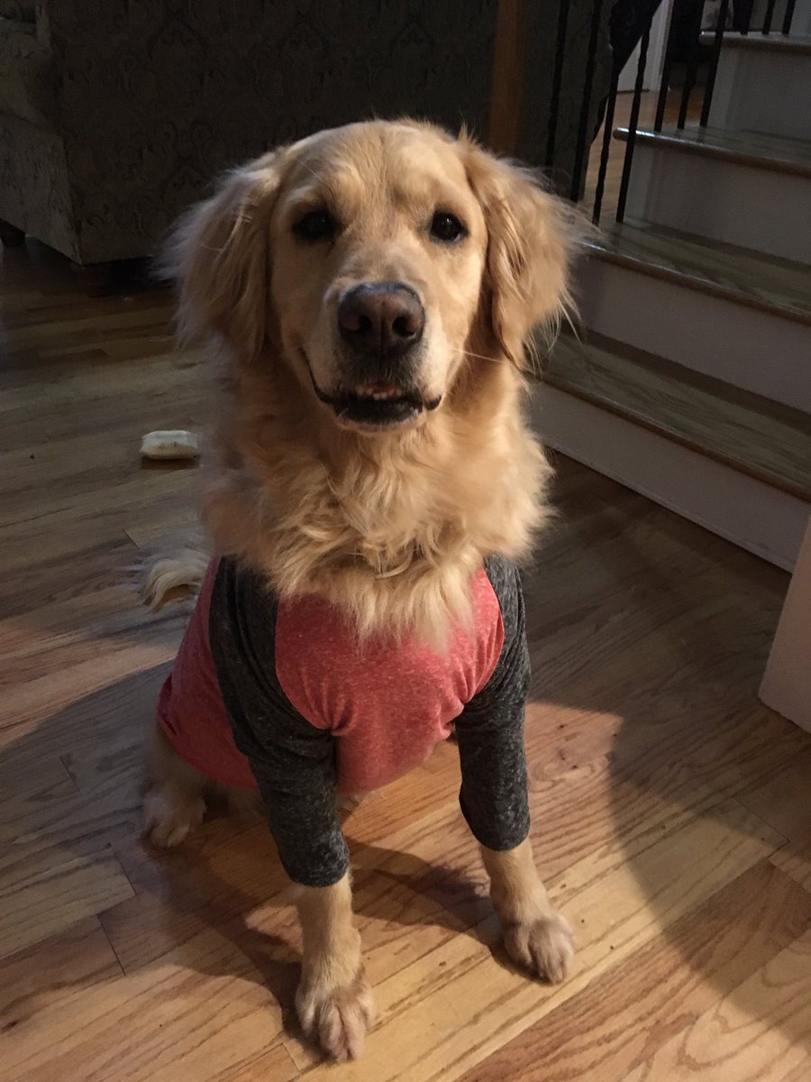 LawDawg1969's tweet photo. @dog_feelings And sometimes a tee shirt is all you need. #BustinOutAllOver #AnythingForATreat #KeepinItCasual #BallAndPigCloseBy @dog_rates https://t.co/DyvBswcEm3