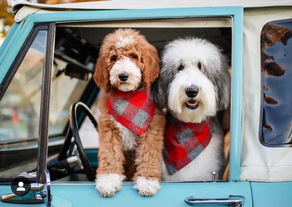 MMHFirm's tweet photo. 🎶 "Over the river and through the woods to grandmother's house we go!"🎶
A friendly reminder: Our offices will be closed this Thursday and Friday in observance of Thanksgiving.

We wish you all a safe and Happy Thanksgiving!
📸: @doodleandthehound @sheepish_addie https://t.co/encItmdB63