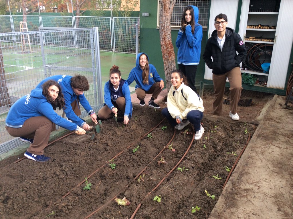 ScienceBrains's tweet photo. ¡¡¡Marchando una de huertoooooooo!!!  Tenemos lechuguinas frescas, guisantes, acelgas.... y una GRAN mano de obra!! #sistemasambientales #huerto #biologicalsciences @Colegio_Brains @iborganization @bego_utrera @JuanIgnacioArc8 @CrisScience https://t.co/QcVL3OC3uQ