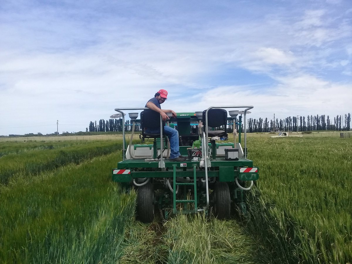 damicojp33's tweet photo. #ensayos2018 en @intaargentina H. Ascasubi. #siembradirecta #melón y #zapallos #Cultivosdeservicios #intercultivo #cebada #riego #notillage #cucurbits #pumpkims #melon #covercrops #intercroping #sustentabilidad #INTA https://t.co/4AMTvvmMXl