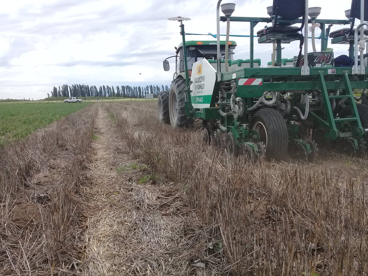 damicojp33's tweet photo. #ensayos2018 en @intaargentina H. Ascasubi. #siembradirecta #melón y #zapallos #Cultivosdeservicios #intercultivo #cebada #riego #notillage #cucurbits #pumpkims #melon #covercrops #intercroping #sustentabilidad #INTA https://t.co/4AMTvvmMXl