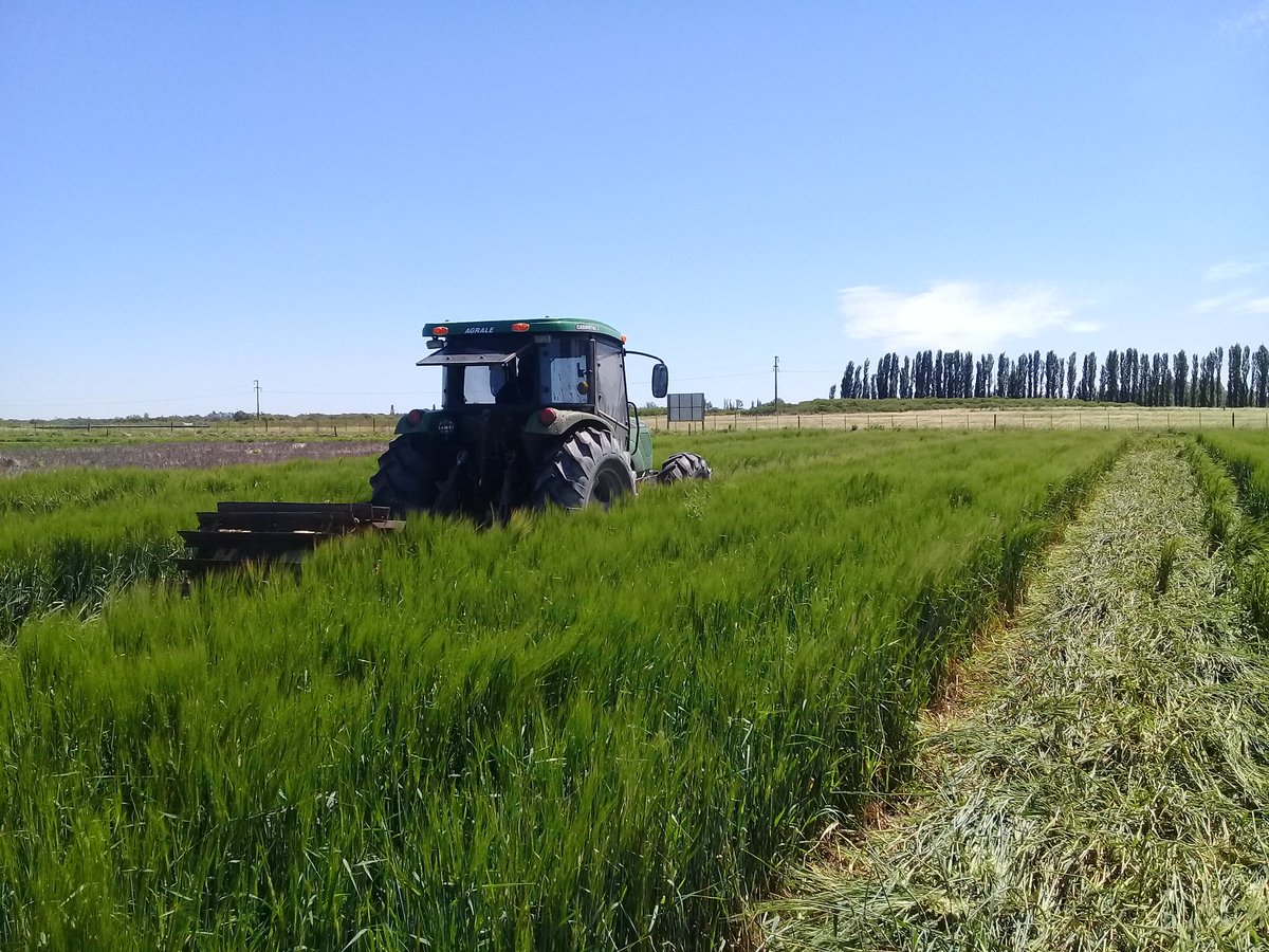 damicojp33's tweet photo. #ensayos2018 en @intaargentina H. Ascasubi. #siembradirecta #melón y #zapallos #Cultivosdeservicios #intercultivo #cebada #riego #notillage #cucurbits #pumpkims #melon #covercrops #intercroping #sustentabilidad #INTA https://t.co/4AMTvvmMXl