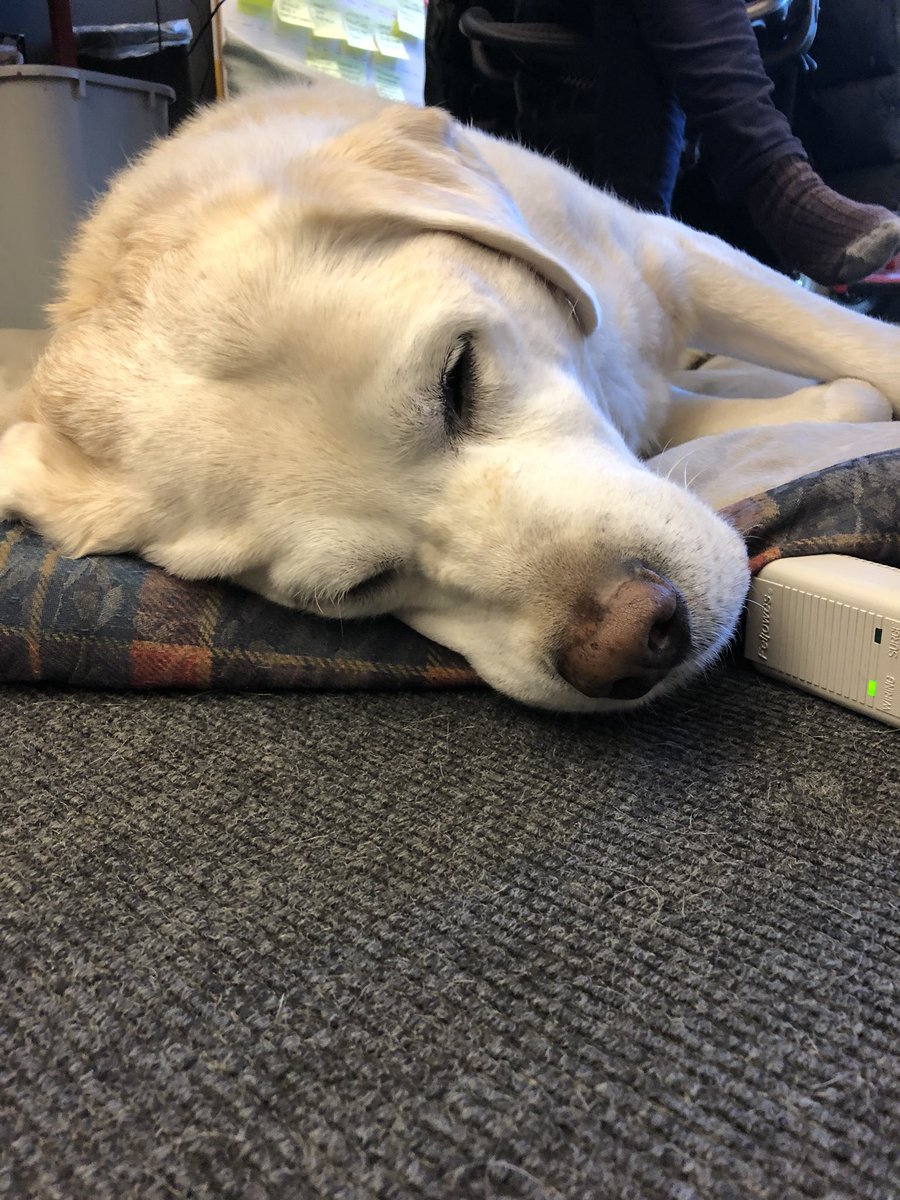JamisonSteeve's tweet photo. This is Legend. He is @MartinProsperiT second longest serving employee. After many years of faithful and loving service to our colleague Michelle, he retired this week. He’s earned a rest. #gooddog #Legendrules https://t.co/VHeg3IzPdi