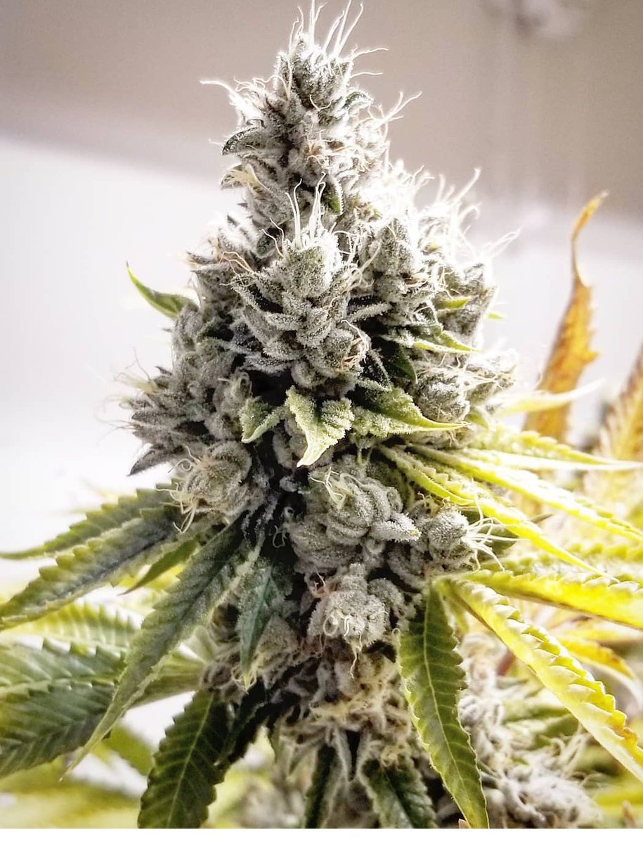 MGgardens303's tweet image. Headband destined to make live resin 🔥🔥🔥⛽⛽⛽ #headband