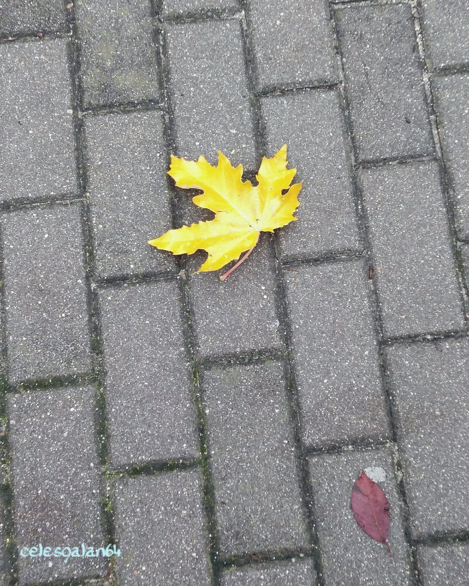 celesgalan64's tweet photo. #LLenaTwitterDeOtoño de las #calles de #Madrid
#esplendoroso este año!!! 💚🍃🍂☘️🌿🌾 https://t.co/PS2ZJTH3Gl