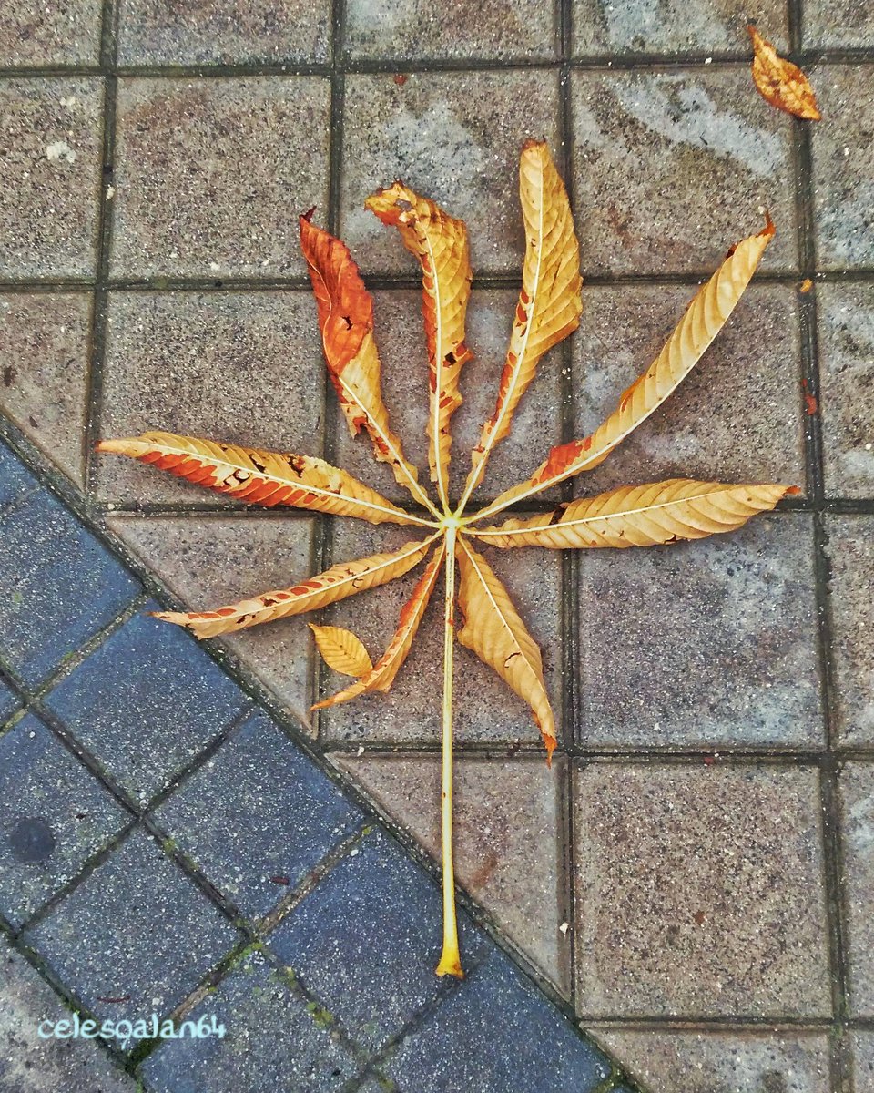 celesgalan64's tweet photo. #LLenaTwitterDeOtoño de las #calles de #Madrid
#esplendoroso este año!!! 💚🍃🍂☘️🌿🌾 https://t.co/PS2ZJTH3Gl