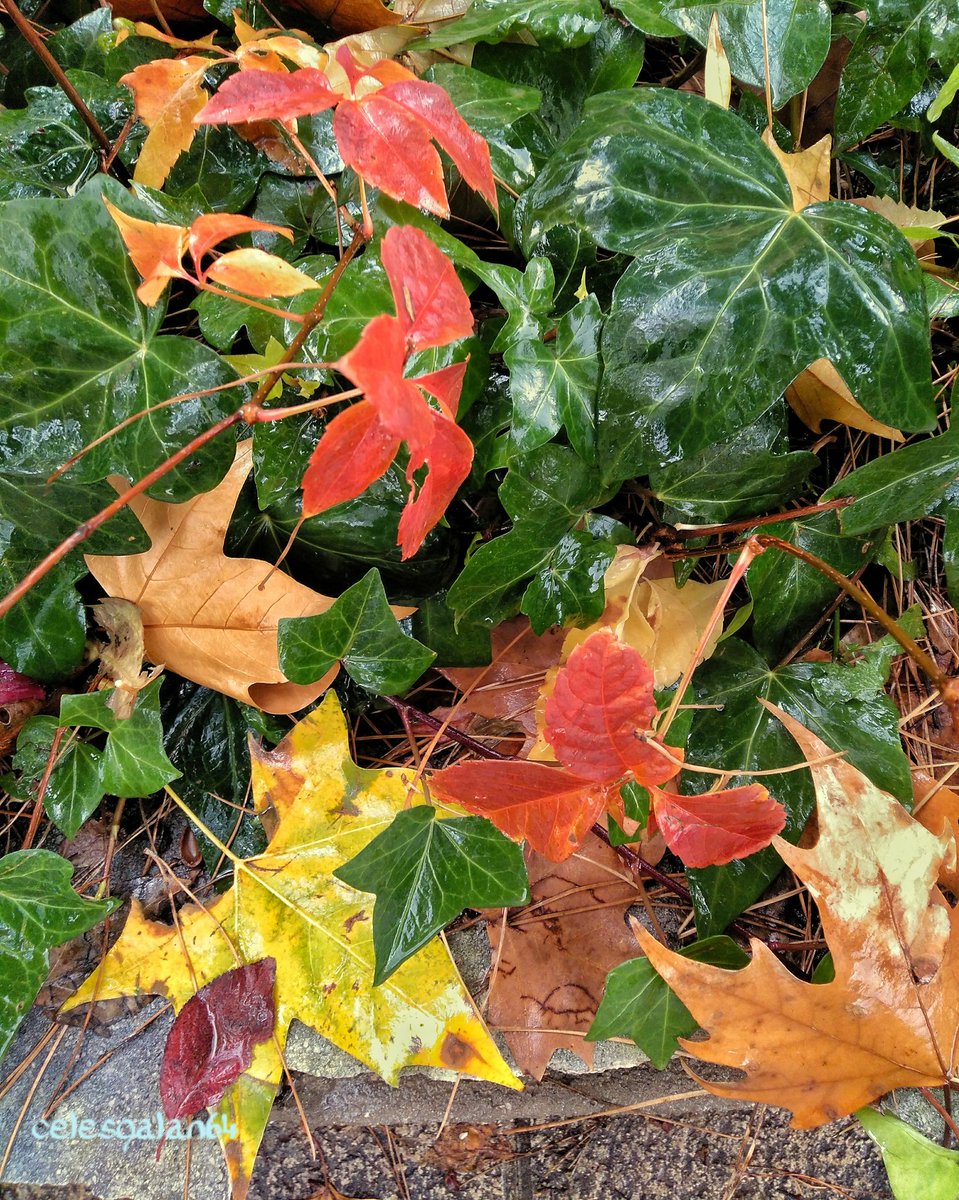 celesgalan64's tweet photo. #LLenaTwitterDeOtoño de las #calles de #Madrid
#esplendoroso este año!!! 💚🍃🍂☘️🌿🌾 https://t.co/PS2ZJTH3Gl