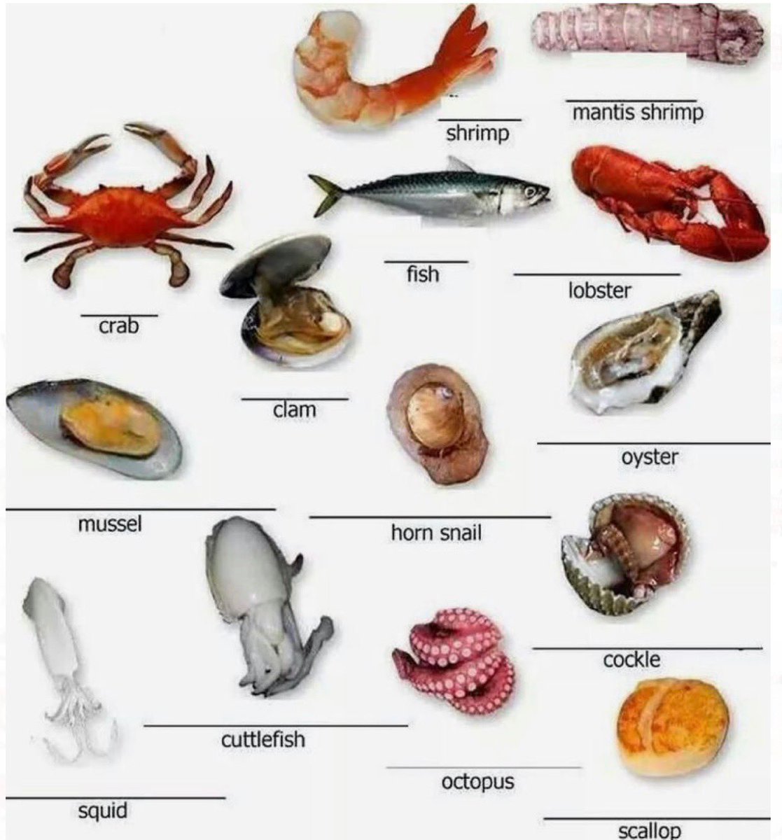Actualizar 83+ imagen tipos de mariscos en españa Abzlocal.mx